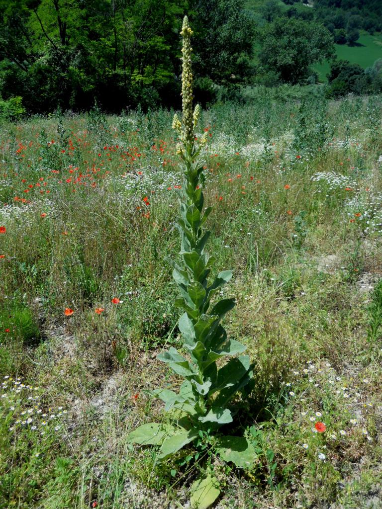 Pianta isolata - Verbascum cfr. thapsus